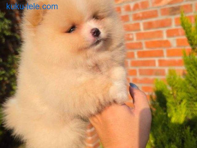 Teddy bear pomeranci, dve sestre