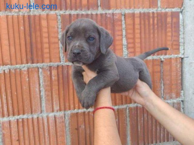 Cane Corso štenci šampionskog porekla!