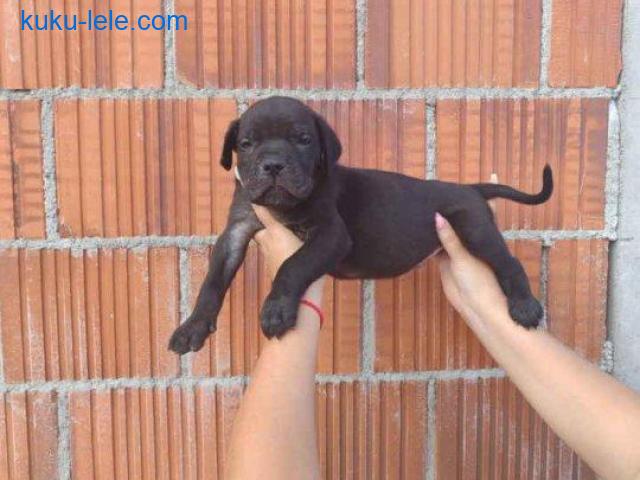 Cane Corso štenci šampionskog porekla!