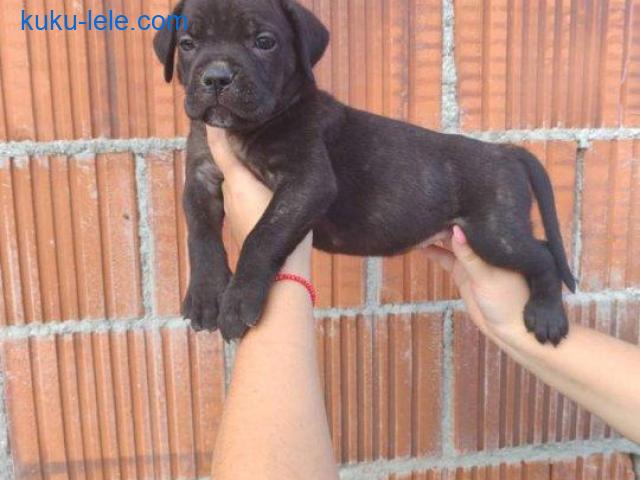 Cane Corso štenci šampionskog porekla!