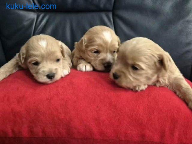 Maltipoo štenci, prelepe bebe