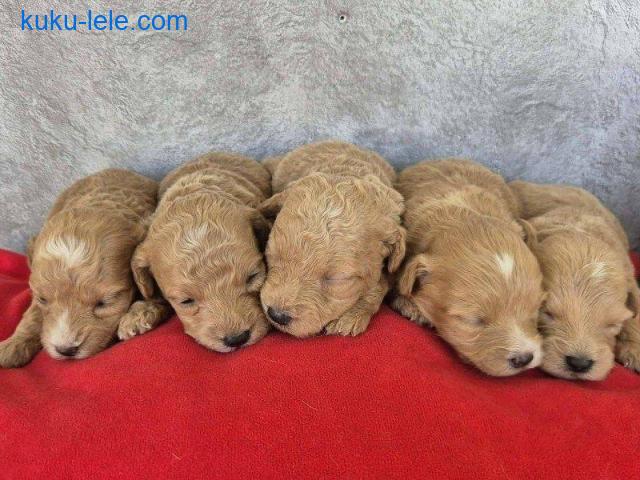 Maltipoo štenci, prelepe bebe