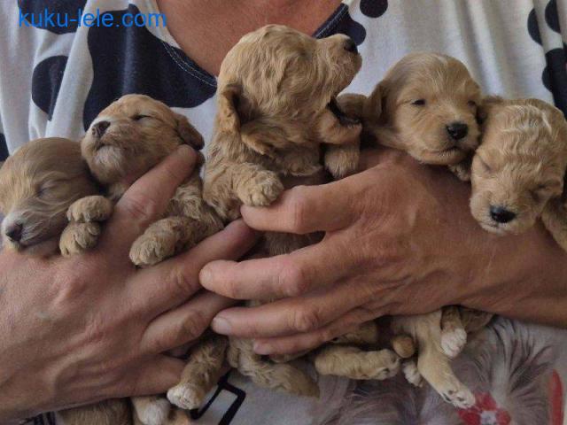 Maltipoo štenci, prelepe bebe