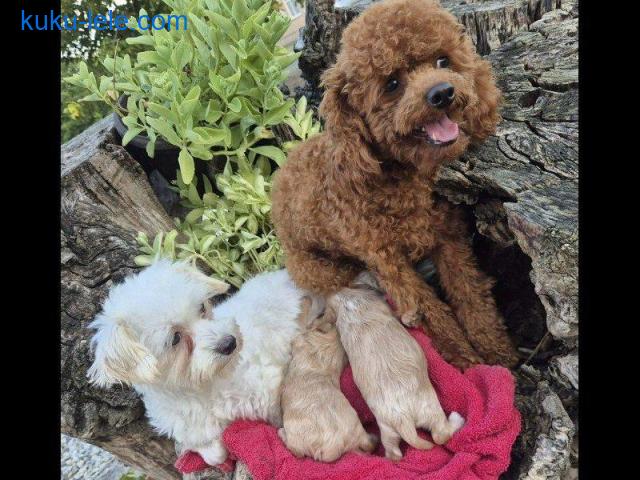 Maltipoo štenci, prelepe bebe