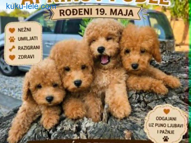 Pudle prelepi kučići