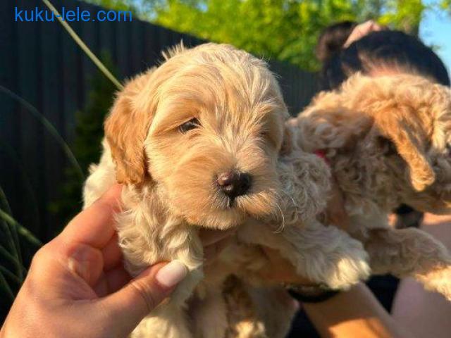 Pudle i maltipoo štenci