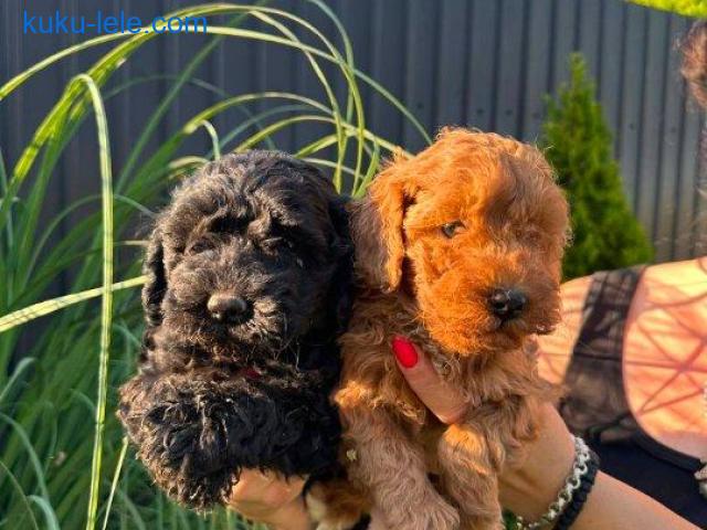 Pudle i maltipoo štenci