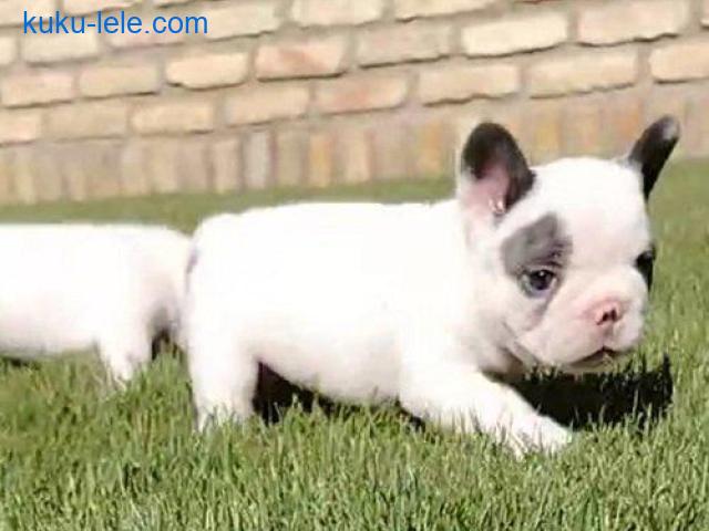 Francuski buldog