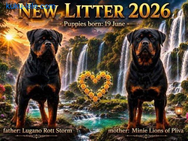 Rotvajler (Rottweiler) štenci