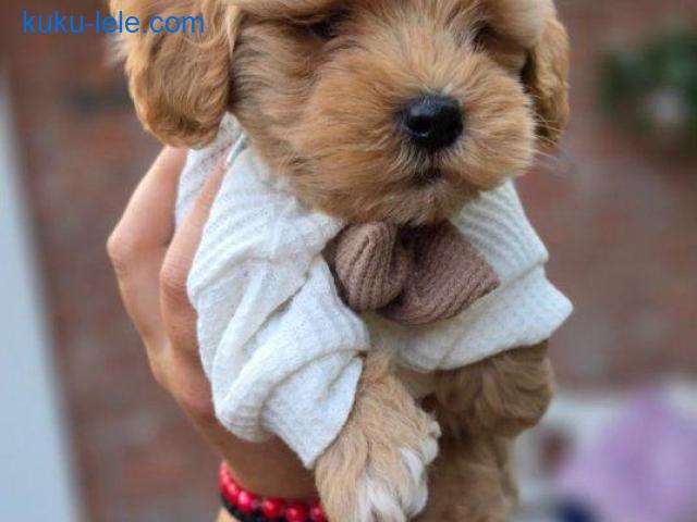 Maltipoo bebe