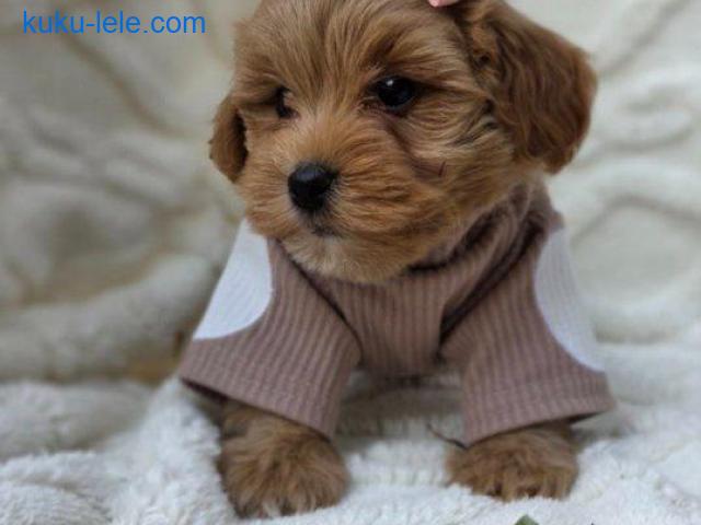 Maltipoo bebe