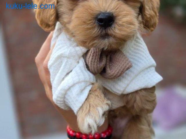 Maltipoo bebe