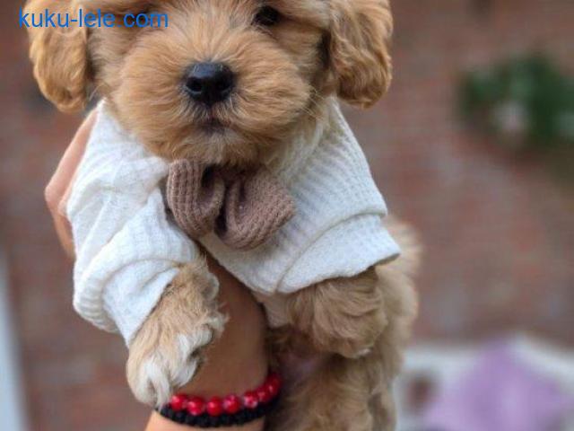 Maltipoo bebe