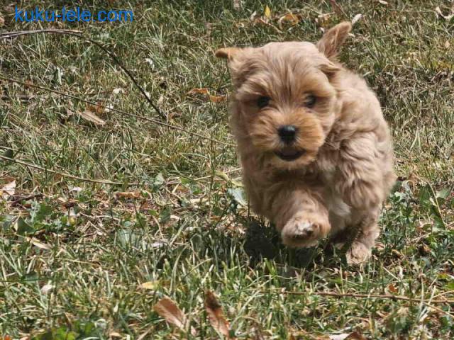 Maltipoo stenci spremni su za preuzimanje