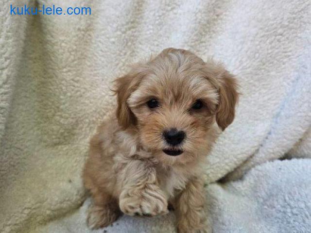 Maltipoo stenci spremni su za preuzimanje