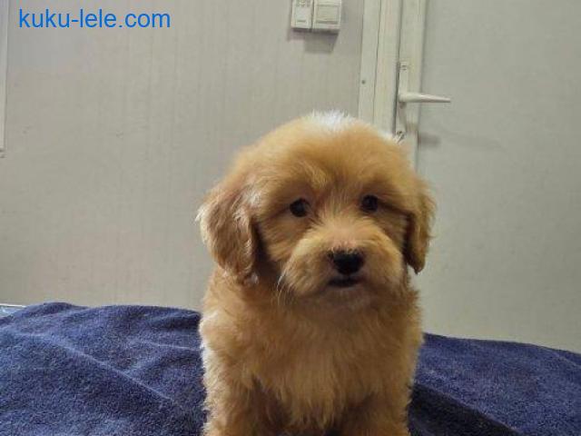 Prelepi Maltipoo štenci