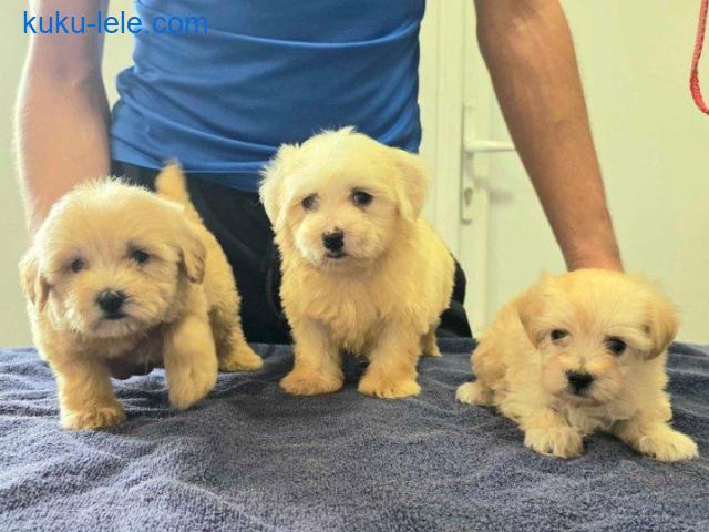 Prelepi Maltipoo štenci