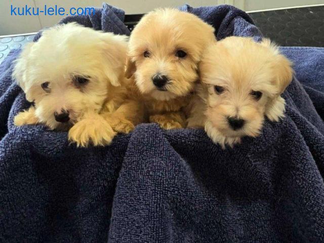 Prelepi Maltipoo štenci