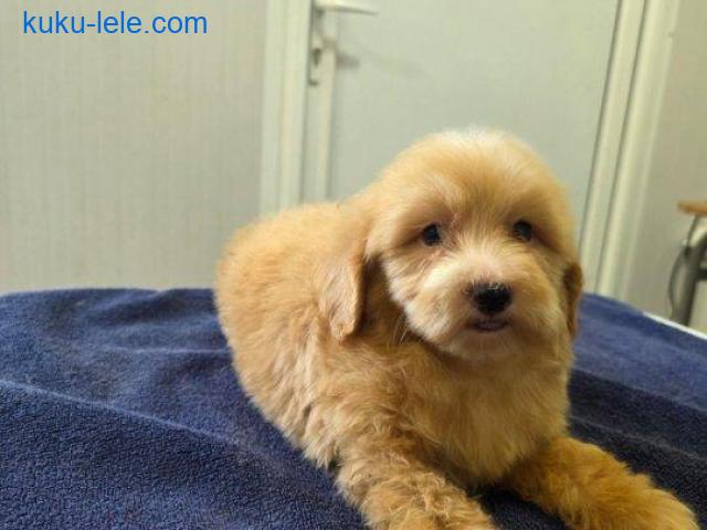 Prelepi Maltipoo štenci