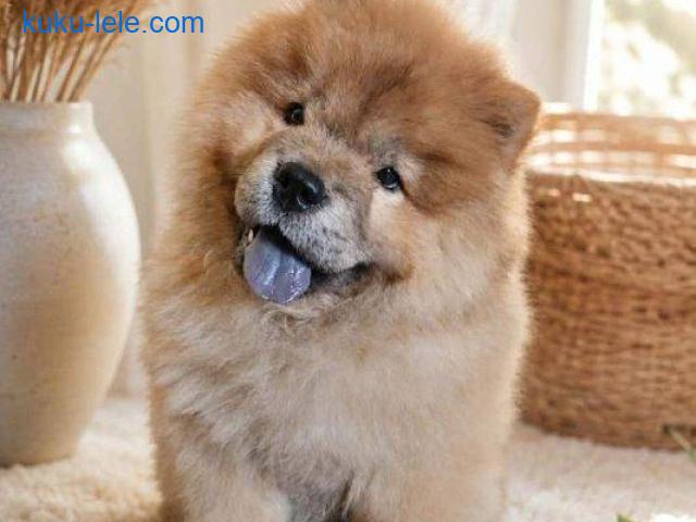 Predivan Chow Chow mužjak, star 3 meseca