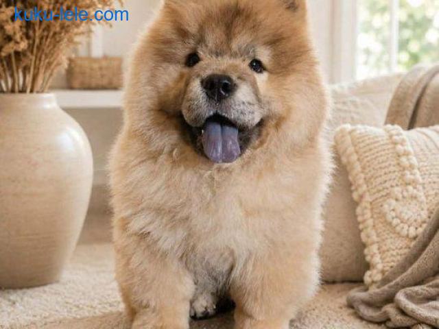 Predivan Chow Chow mužjak, star 3 meseca
