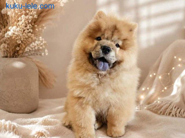 Predivan Chow Chow mužjak, star 3 meseca
