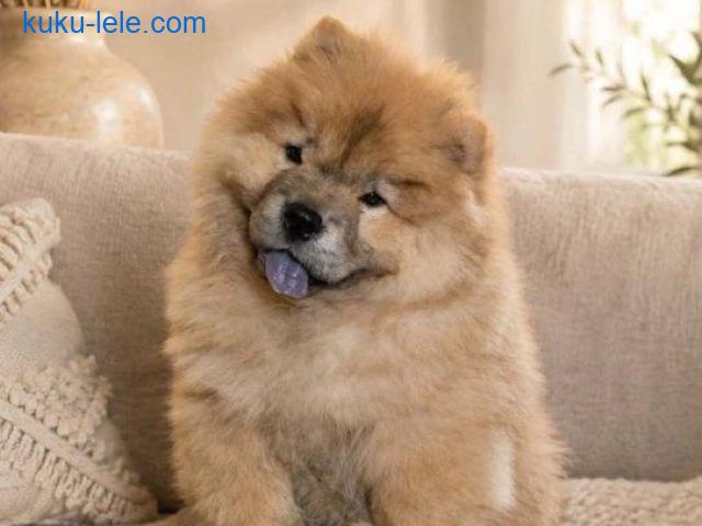 Predivan Chow Chow mužjak, star 3 meseca