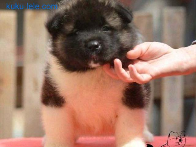 Američka akita, štenad