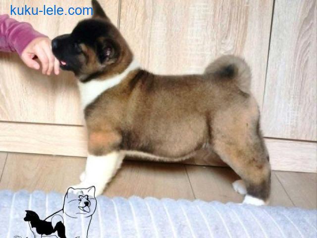 Američka akita, štenad