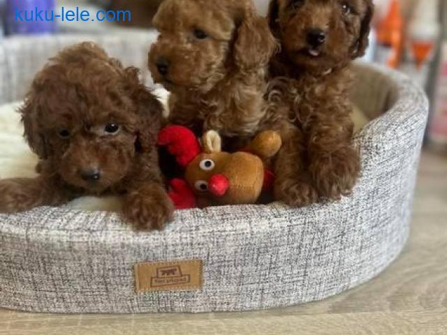 Francuske Toy i patuljaste pudle, prelepe bebe