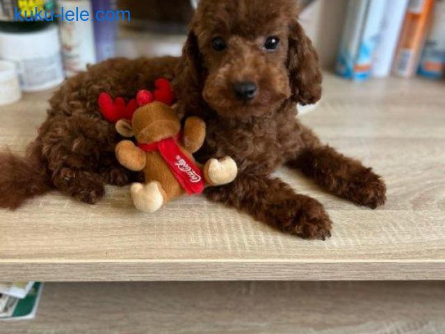 Francuske Toy i patuljaste pudle, prelepe bebe