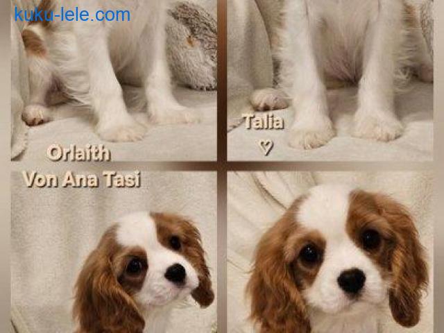 Vrhunski Cavalier King Charls Spaniel oba pola