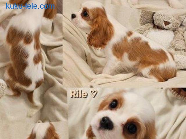 Vrhunski Cavalier King Charls Spaniel oba pola