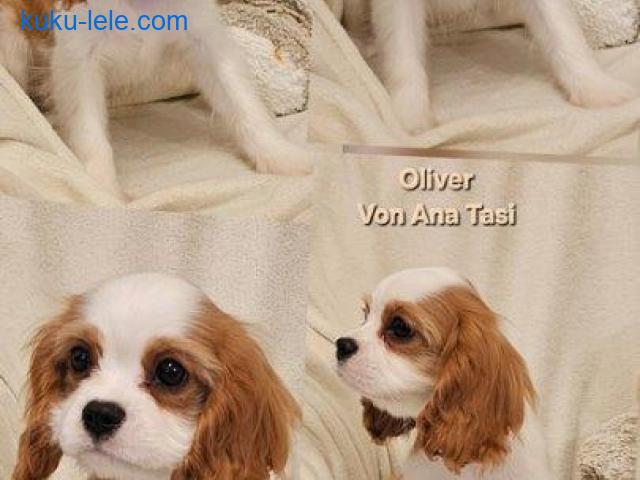 Vrhunski Cavalier King Charls Spaniel oba pola