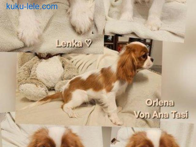 Vrhunski Cavalier King Charls Spaniel oba pola
