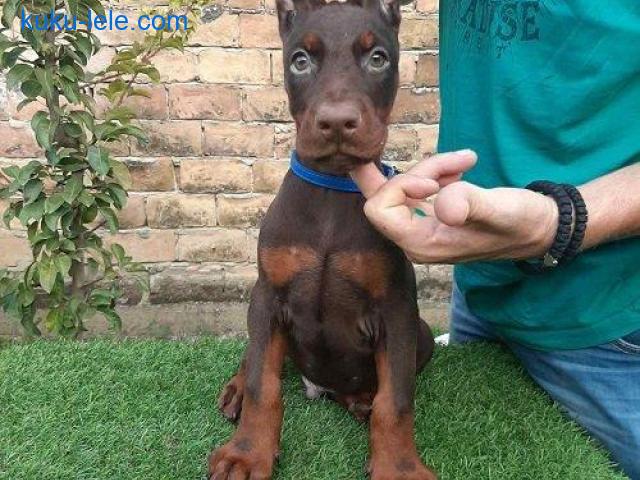 Doberman
