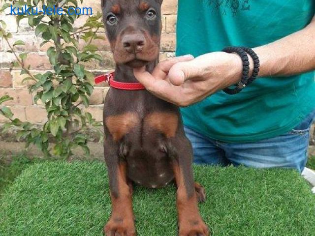 Doberman