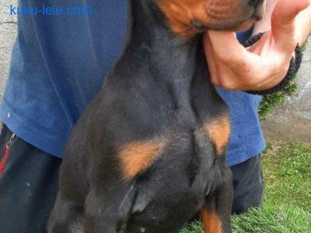 Doberman
