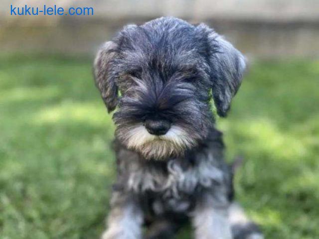Patuljasti Šnaucer Miniature Schnauzer