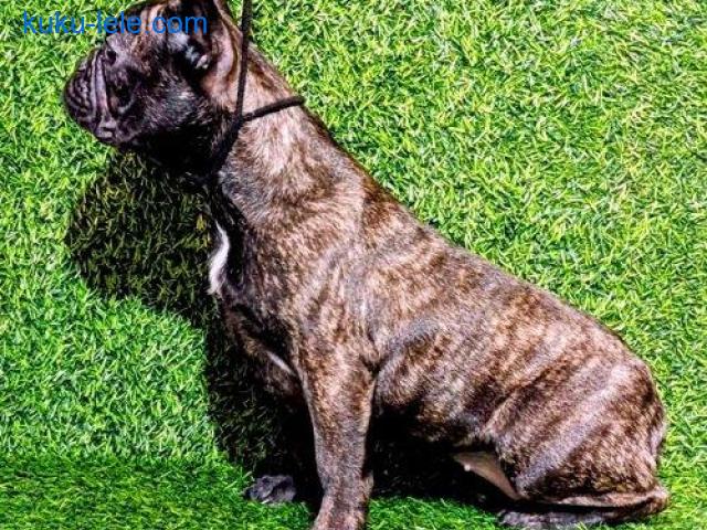 FRANCUSKI BULDOG - žensko štene