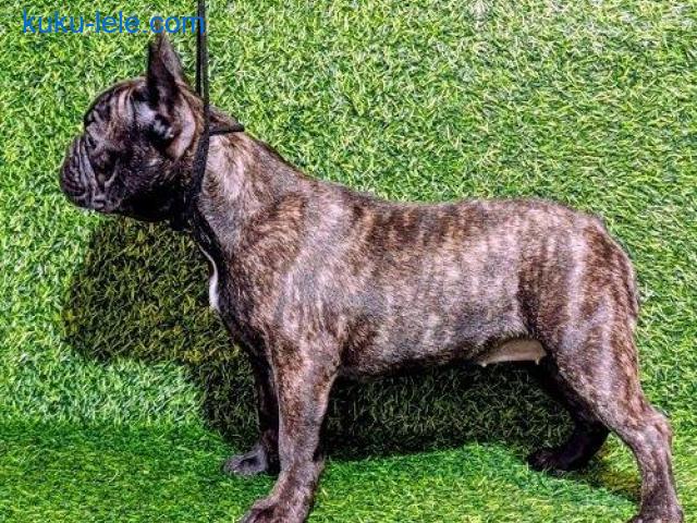 FRANCUSKI BULDOG - žensko štene