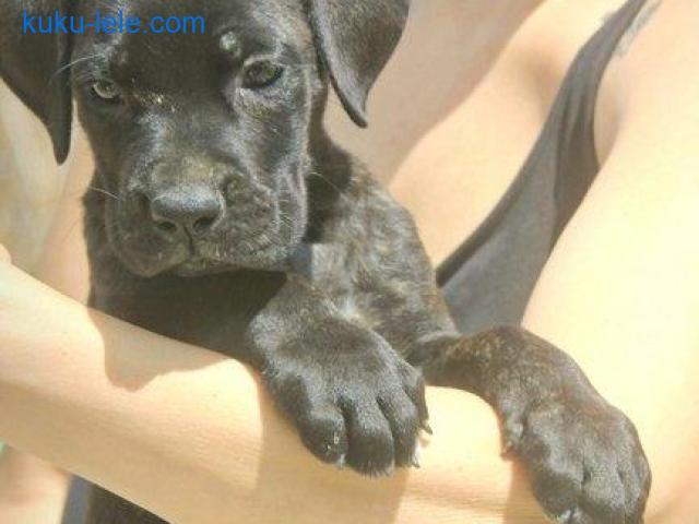 Cane Corso štenci
