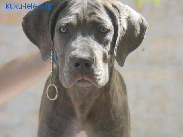 Cane Corso štenci