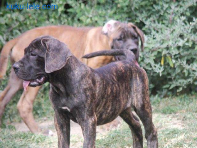 Cane Corso štenci
