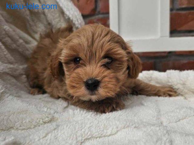 Maltipoo stenci spremni su za preuzimanje