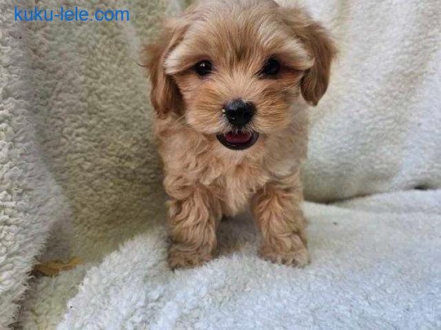 Maltipoo stenci spremni su za preuzimanje