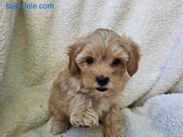 Maltipoo stenci spremni su za preuzimanje