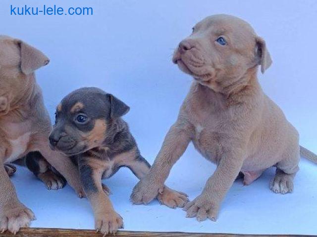 Pit bull štenci