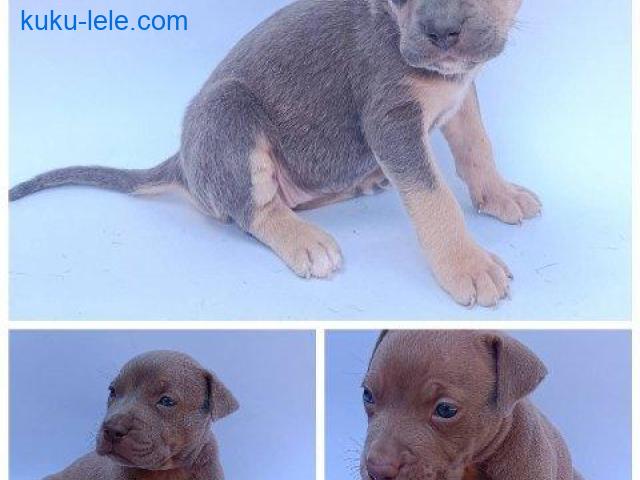 Pit bull štenci