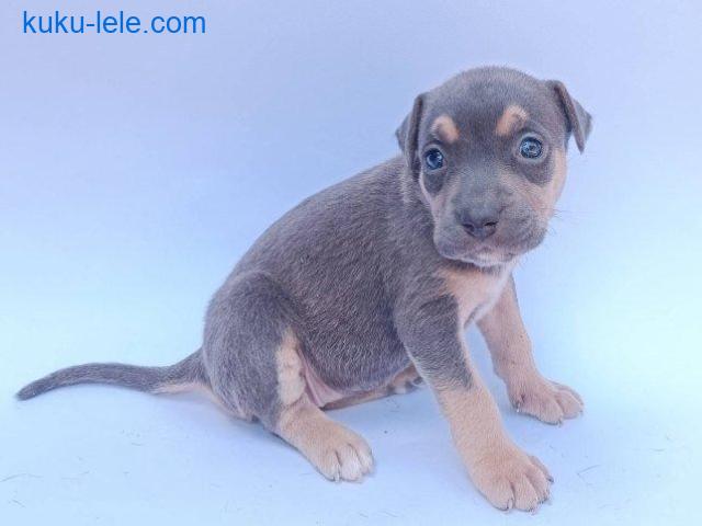 Pit bull štenci